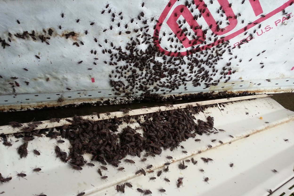 Box elder bugs piled on house wrap after the siding came off